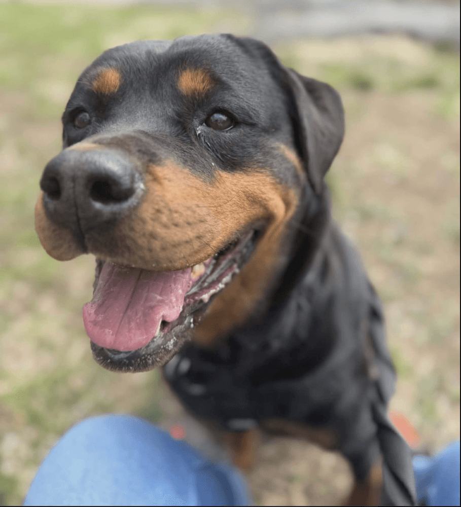 Missy Celeste - Rottweiler