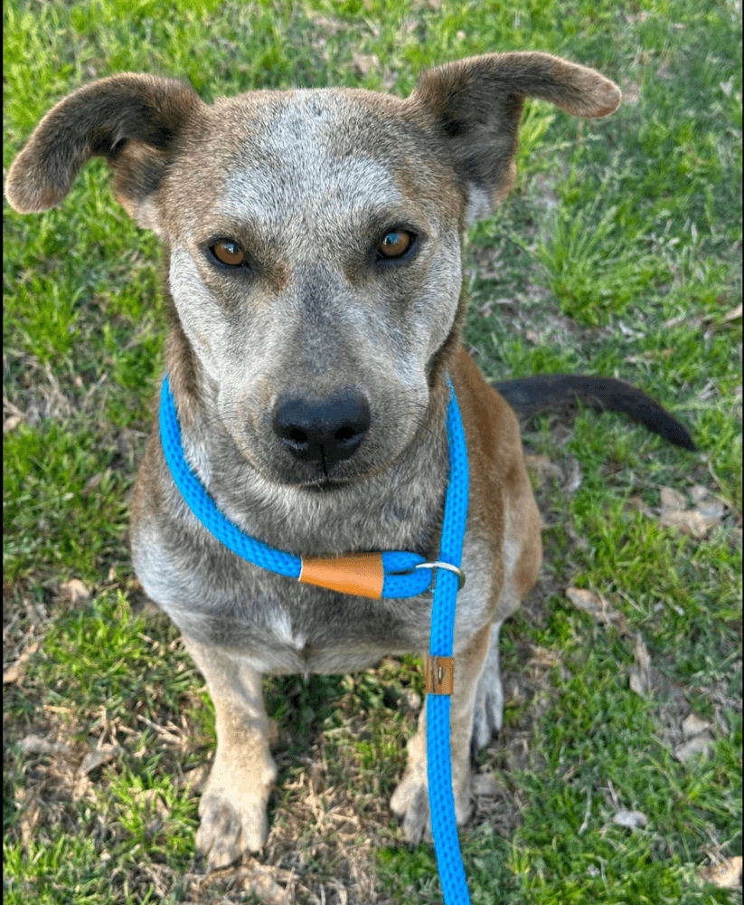 Kalahari - Terrier