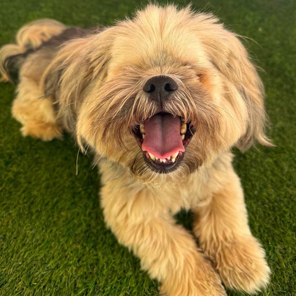 Thor Soren - Shih Tzu
