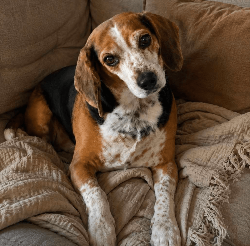 Scout - Beagle
