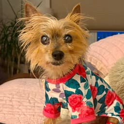 Dottie Princessa image 1