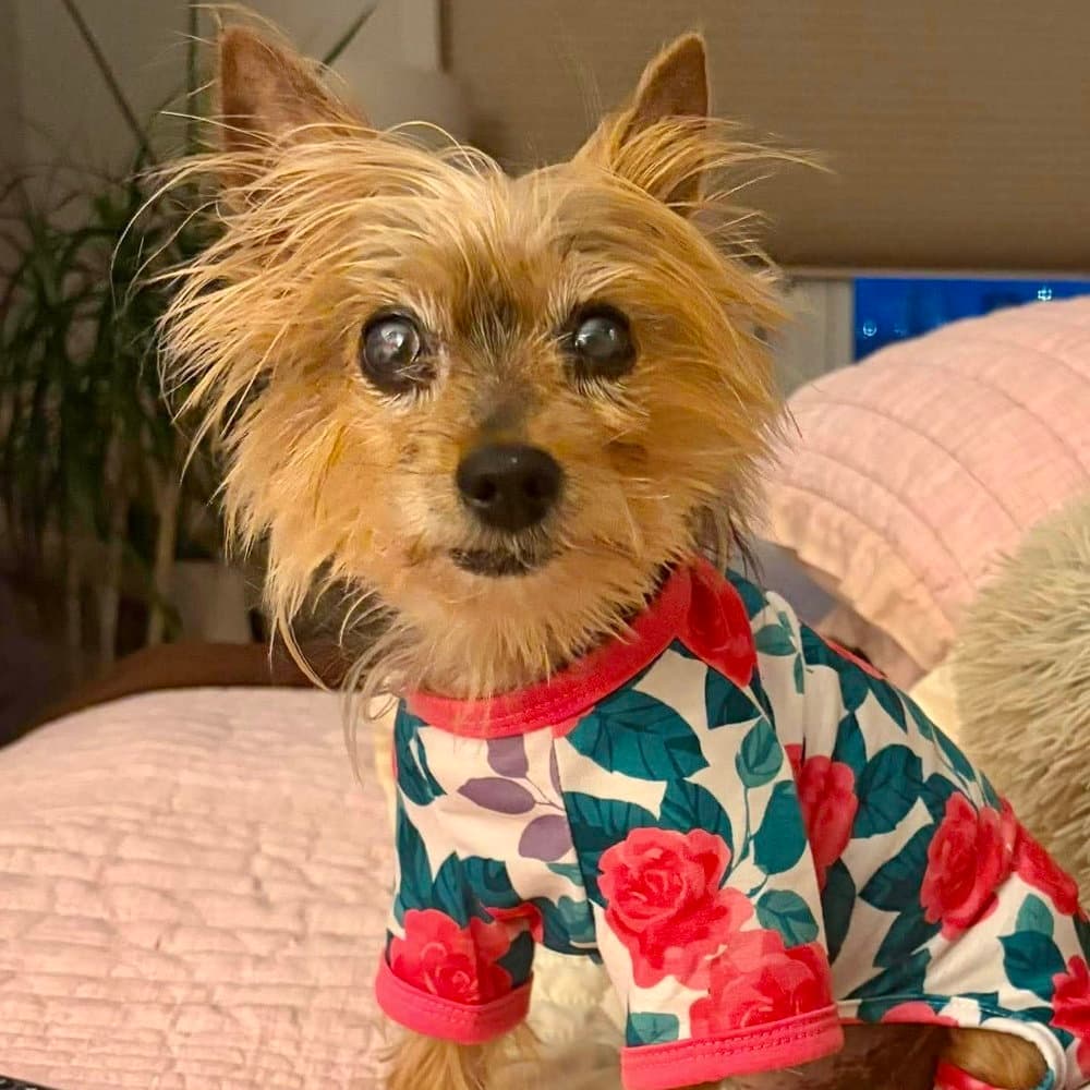 Dottie Princessa - Yorkshire Terrier Yorkie