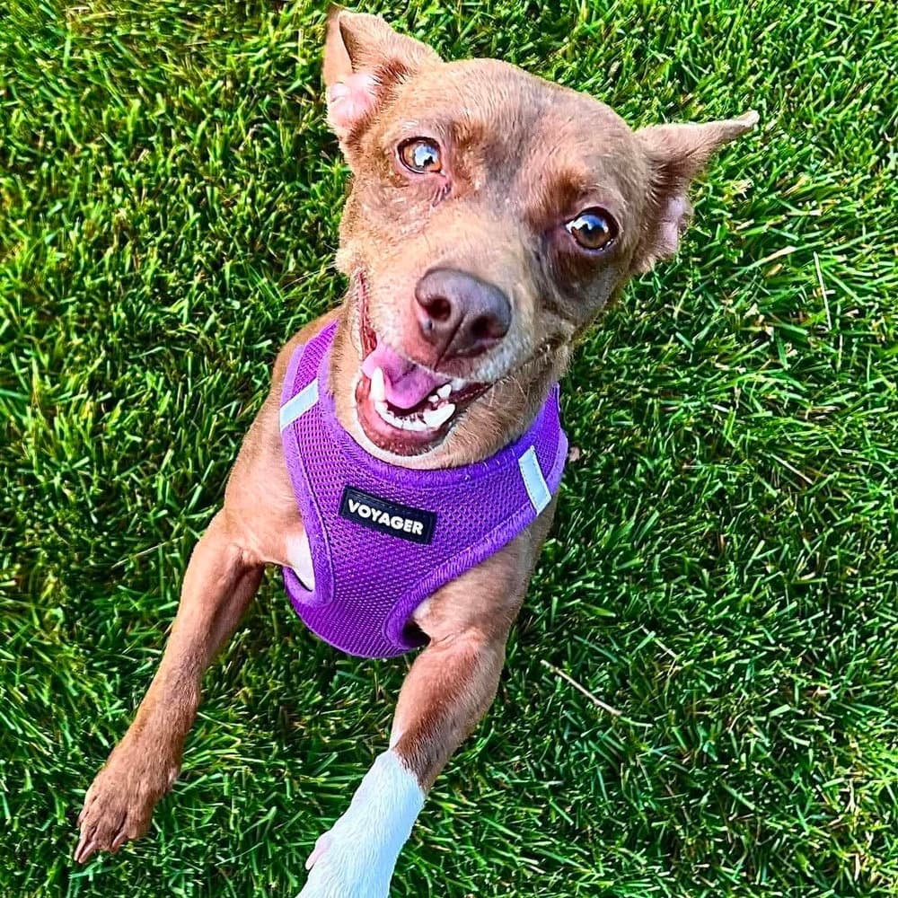 Pebbles - American Staffordshire Terrier