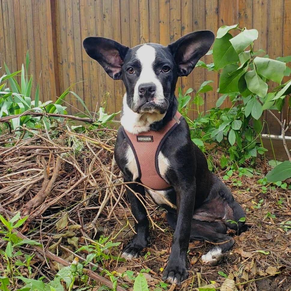 Missy Pipit - Terrier