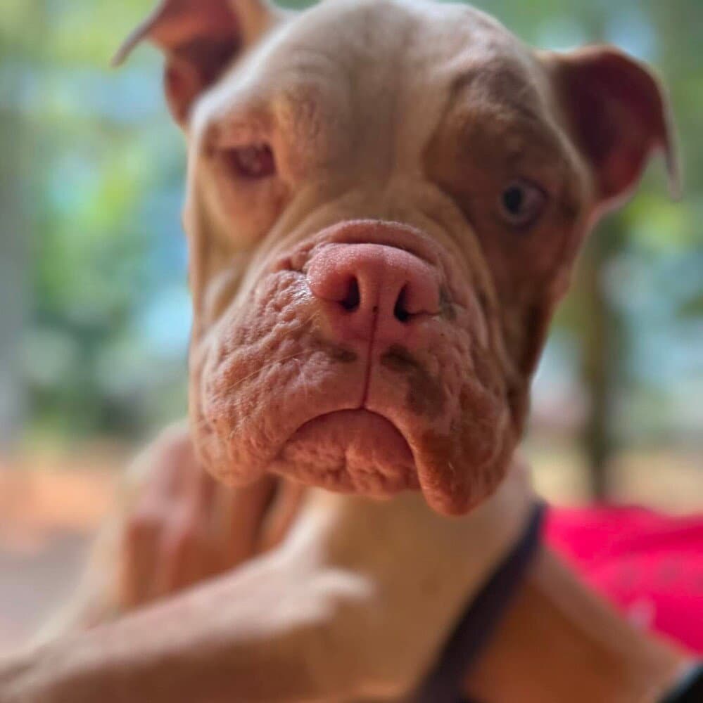 Melissa - American Staffordshire Terrier