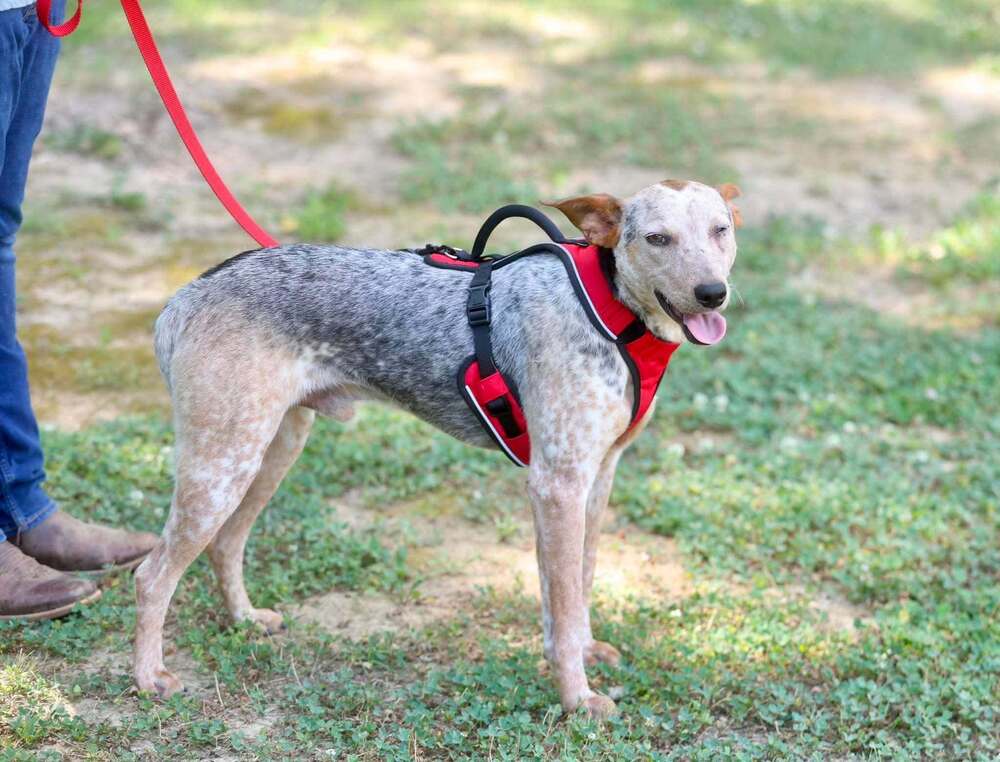 Fletcher - Australian Cattle Dog/Blue Heeler