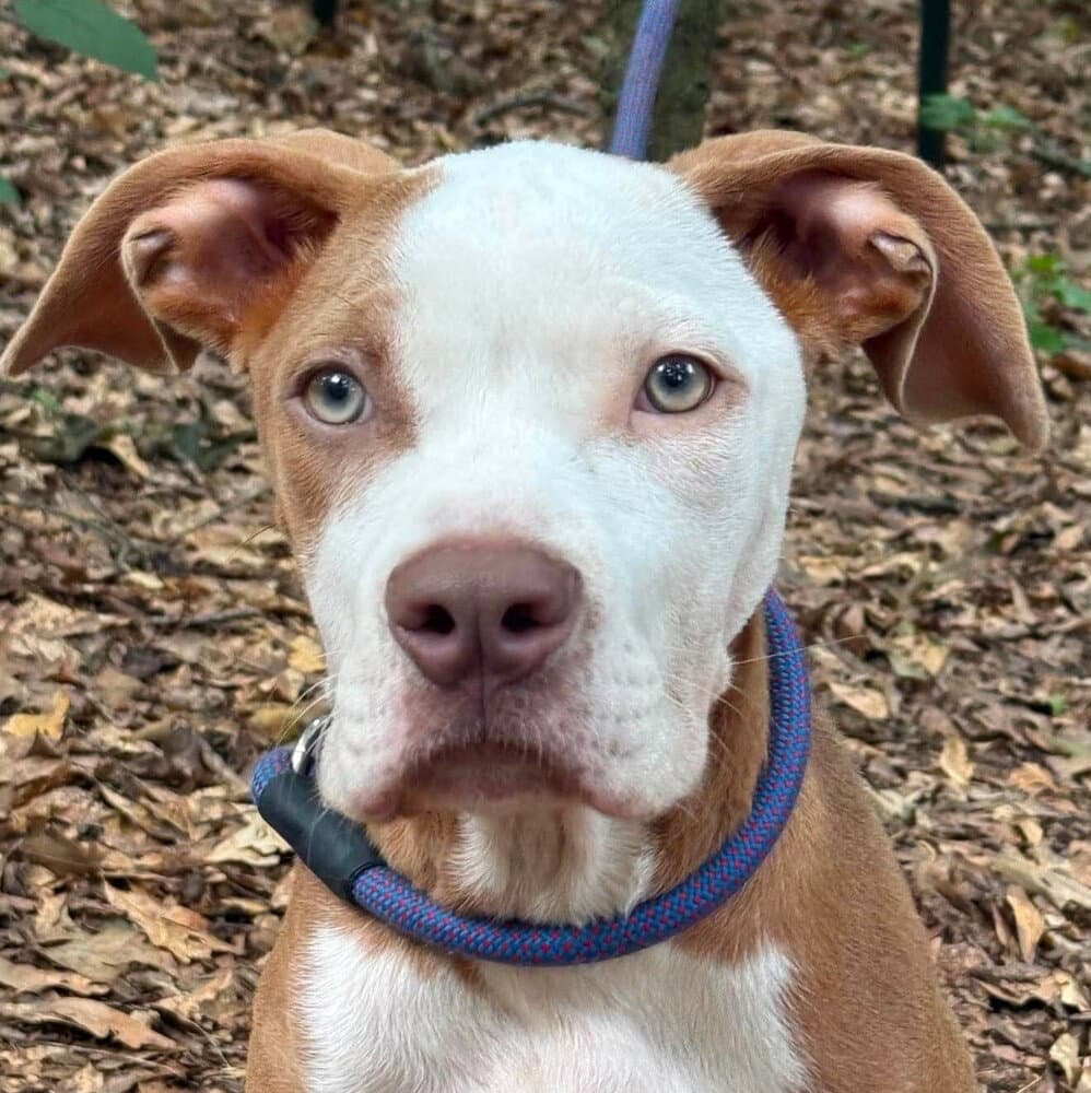 Barry - American Staffordshire Terrier