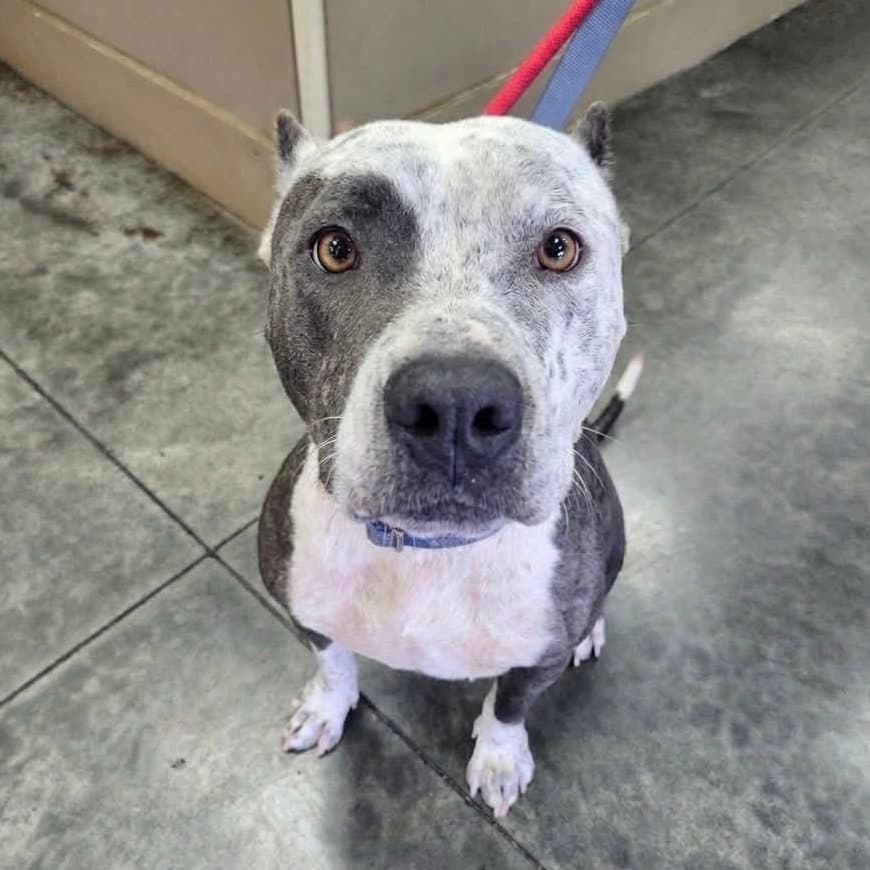 Marge - American Staffordshire Terrier