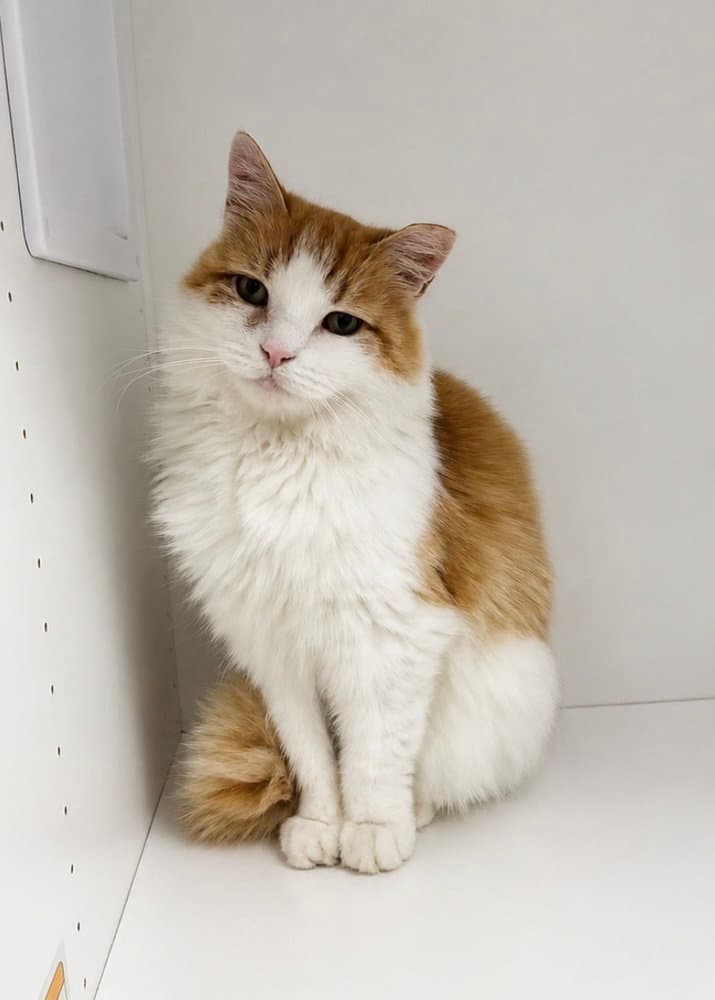 Mozzarella - Domestic Long Hair