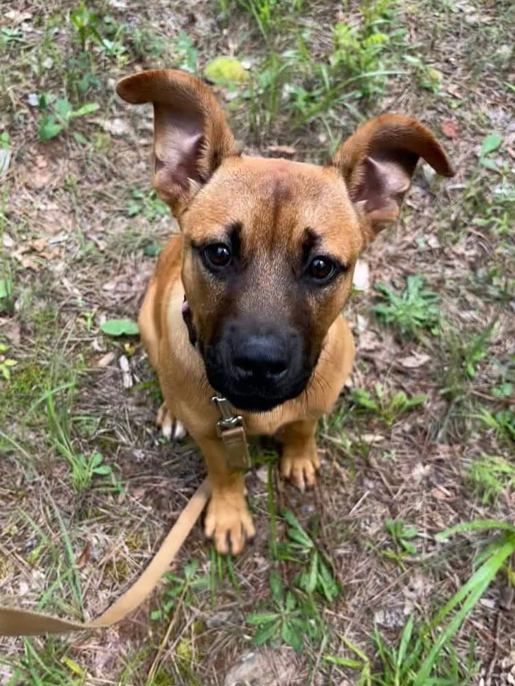 Ruby Rose P - Shepherd