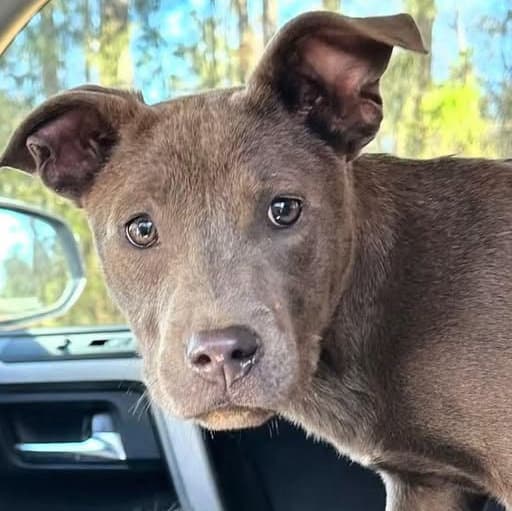 Gobi P - American Staffordshire Terrier