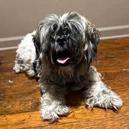 Nugget - Shih Tzu