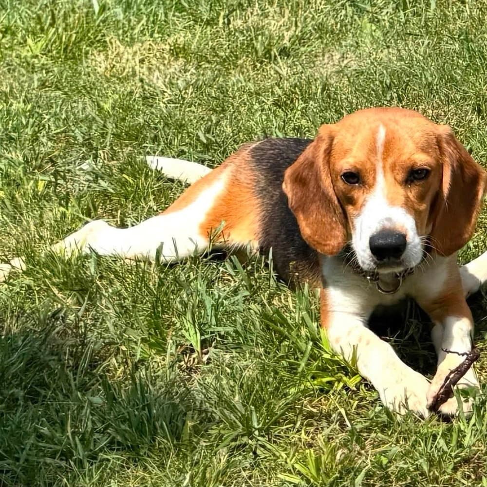 Waylon - Beagle
