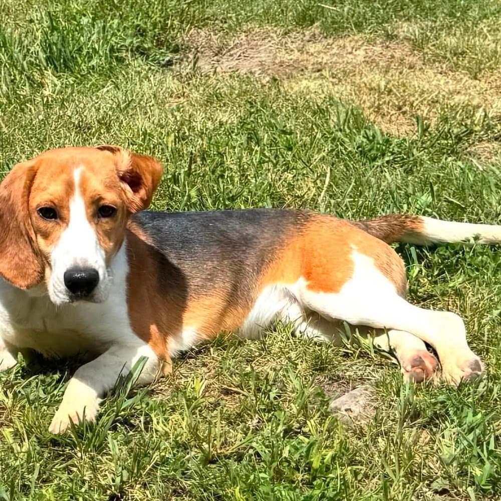 Willie James - Beagle