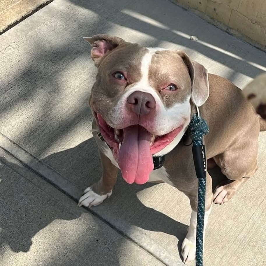 Tank - American Staffordshire Terrier