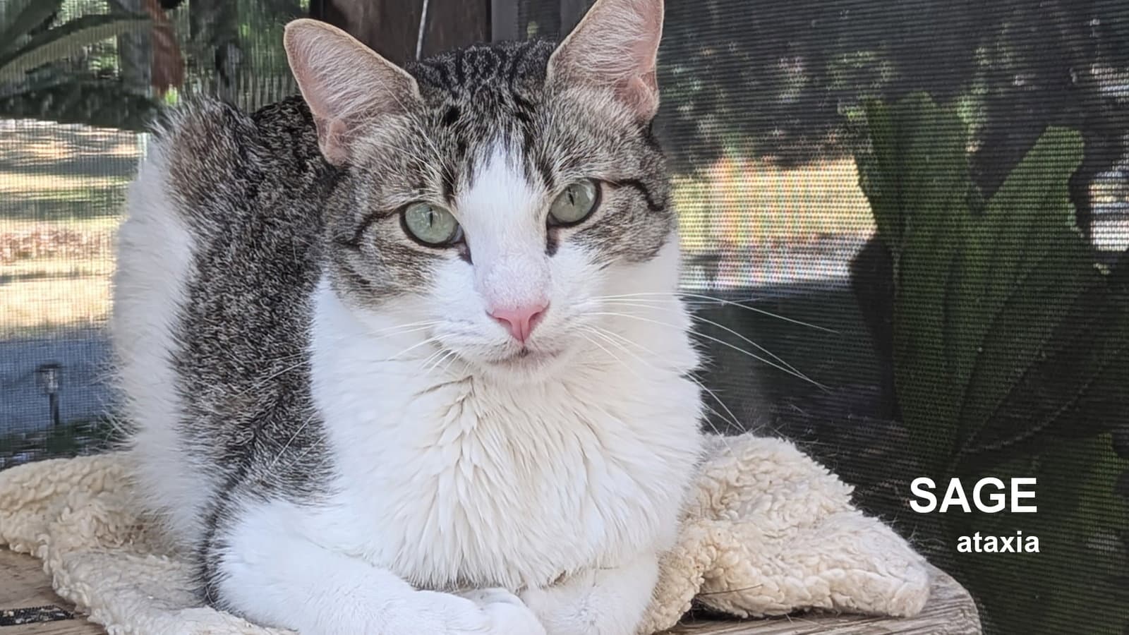 Sage - Domestic Short Hair