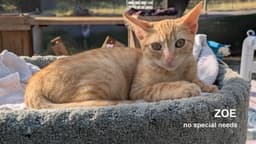 Zoe image 1