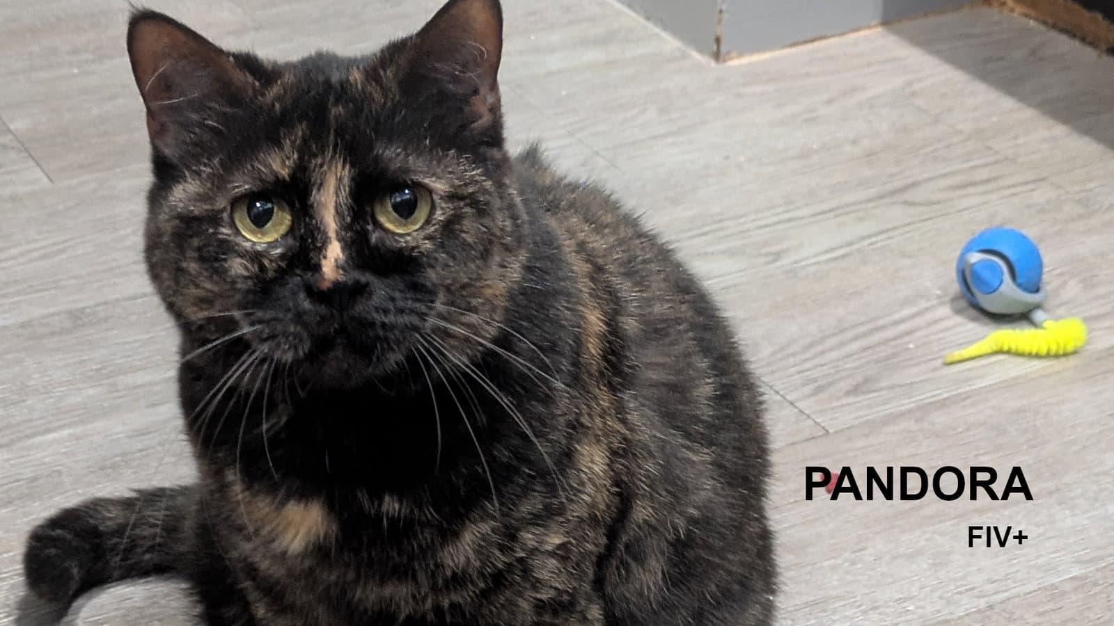 Pandora - Tortoiseshell