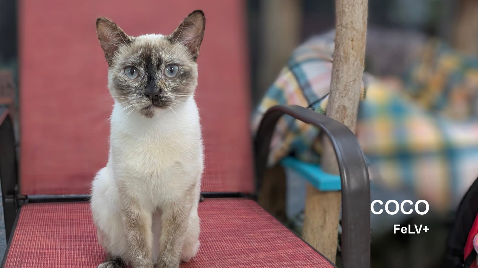 Coco - Siamese