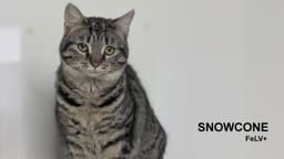 Snowcone image 1