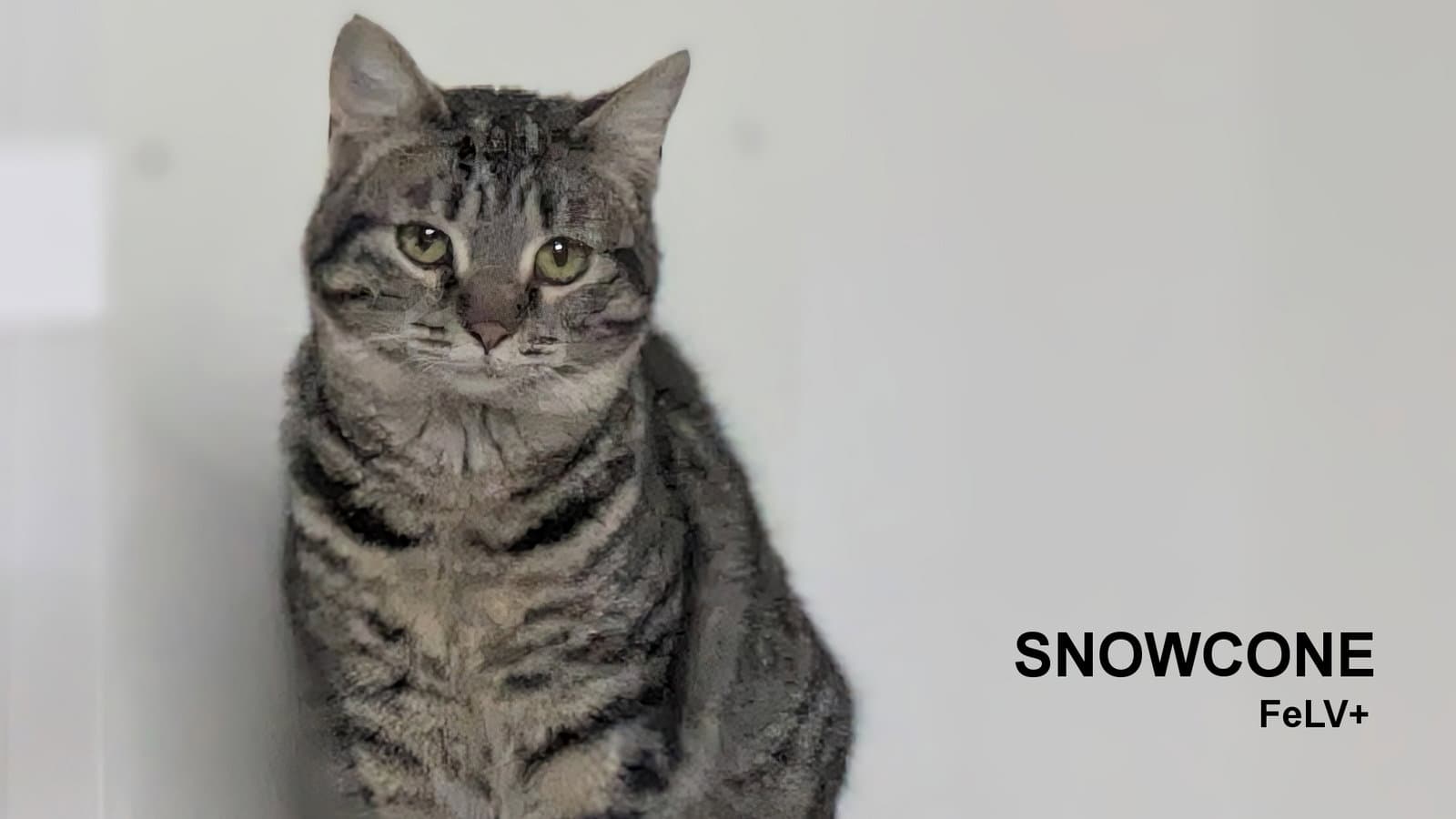Snowcone - Domestic Short Hair