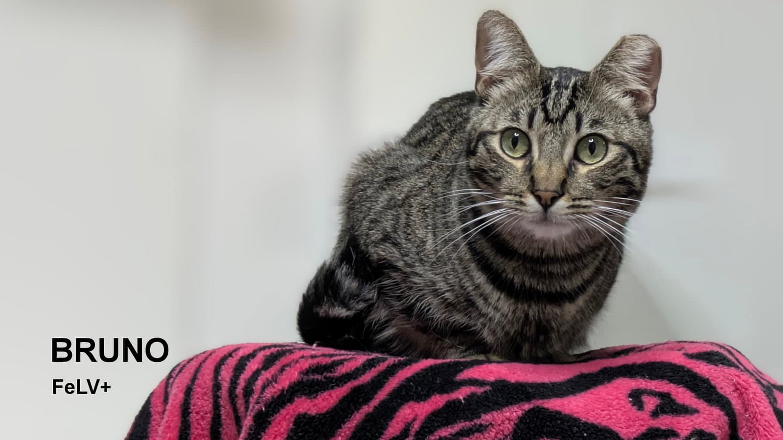 Bruno - Domestic Short Hair