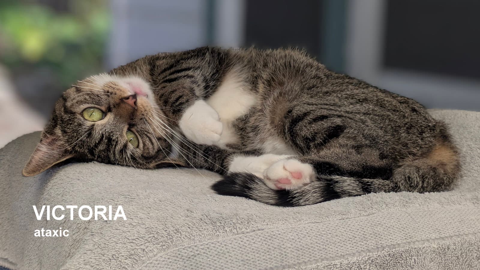 Victoria - Domestic Short Hair