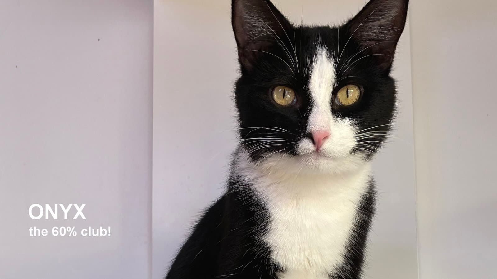 Onyx - Domestic Short Hair
