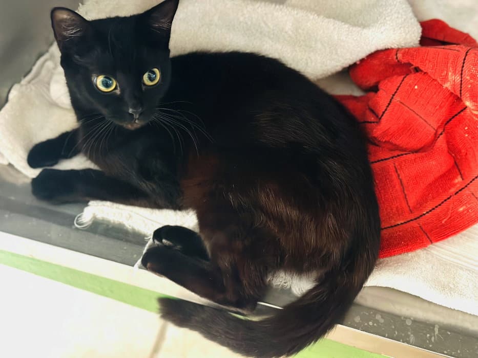 Unknown - Domestic Short Hair