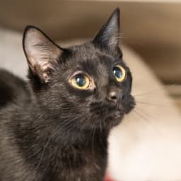 Bernard image 1