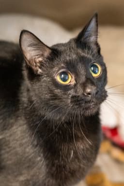 Bernard image 3