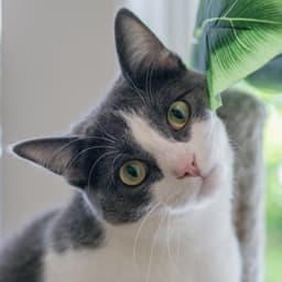 Izzy image 1