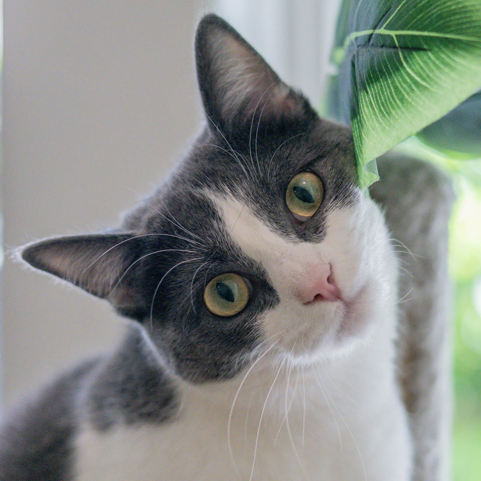 Izzy - Domestic Short Hair