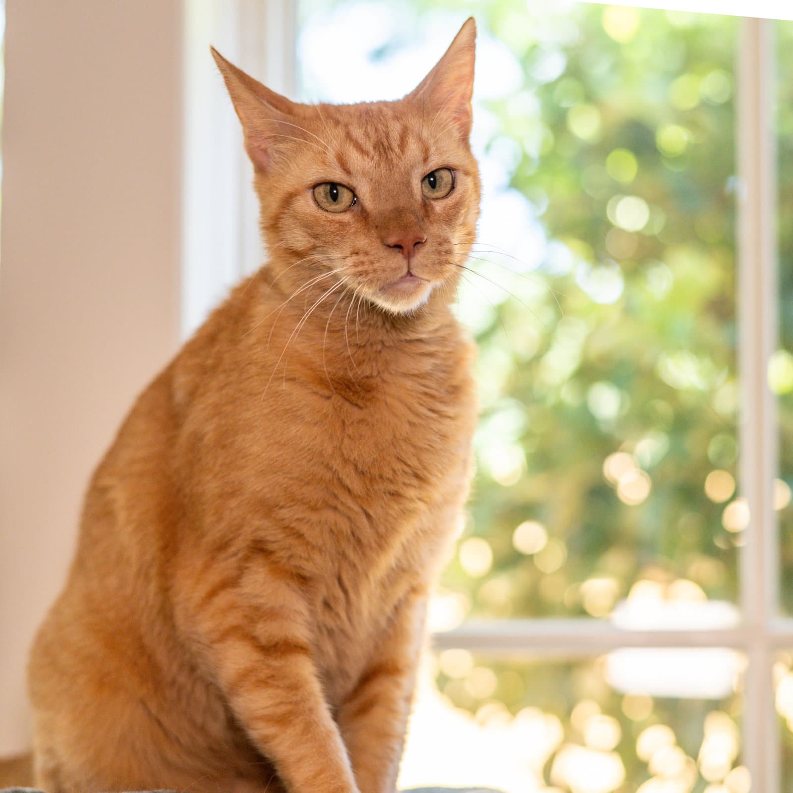Rusty - Domestic Short Hair