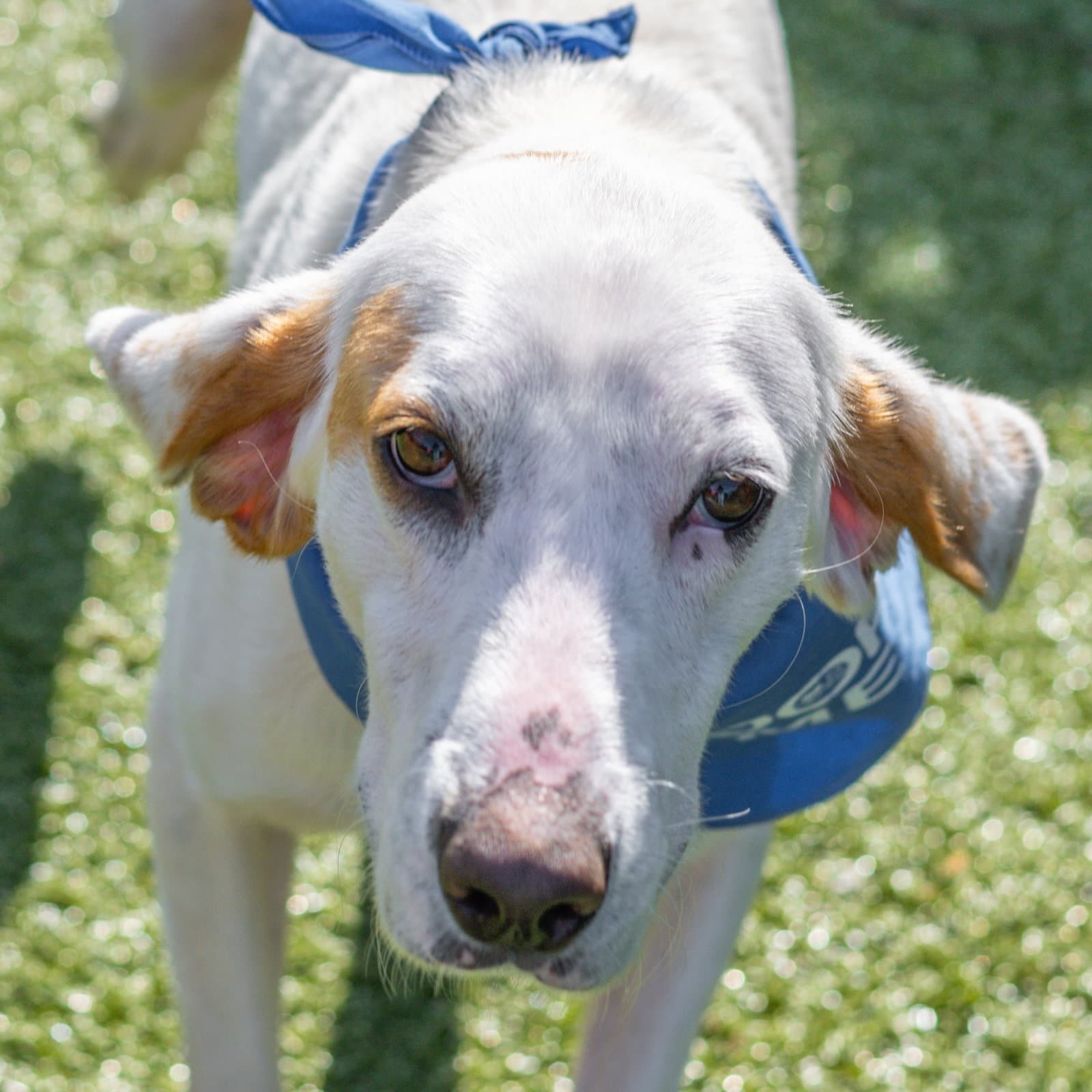 Donald - Hound