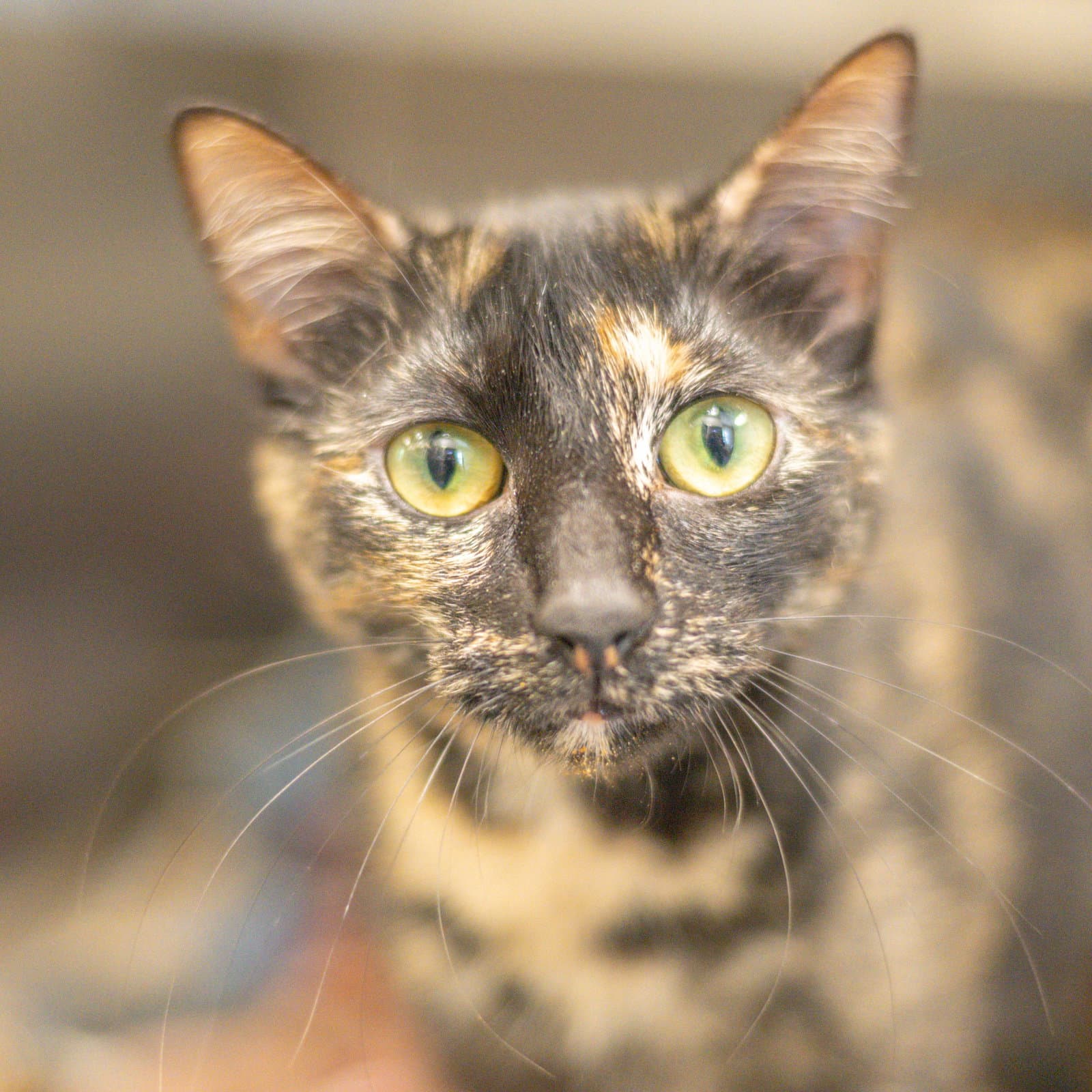 Saint Chapelle - Domestic Short Hair