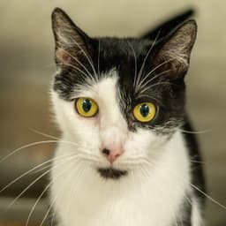 Dottie image 1