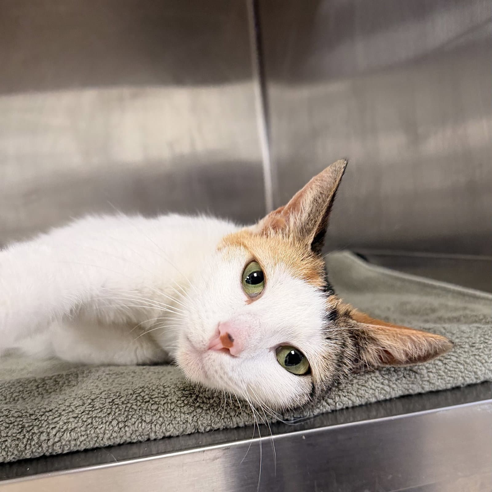 Clarissa - Domestic Short Hair