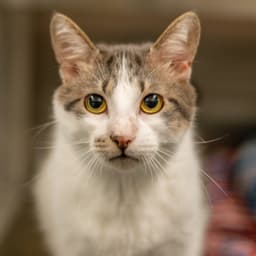 Oliver image 1