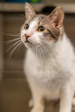 Oliver image 2