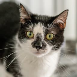Hermione image 1