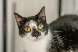 Hermione image 2