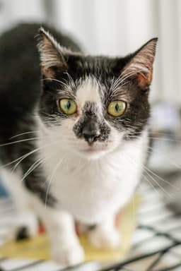 Hermione image 4