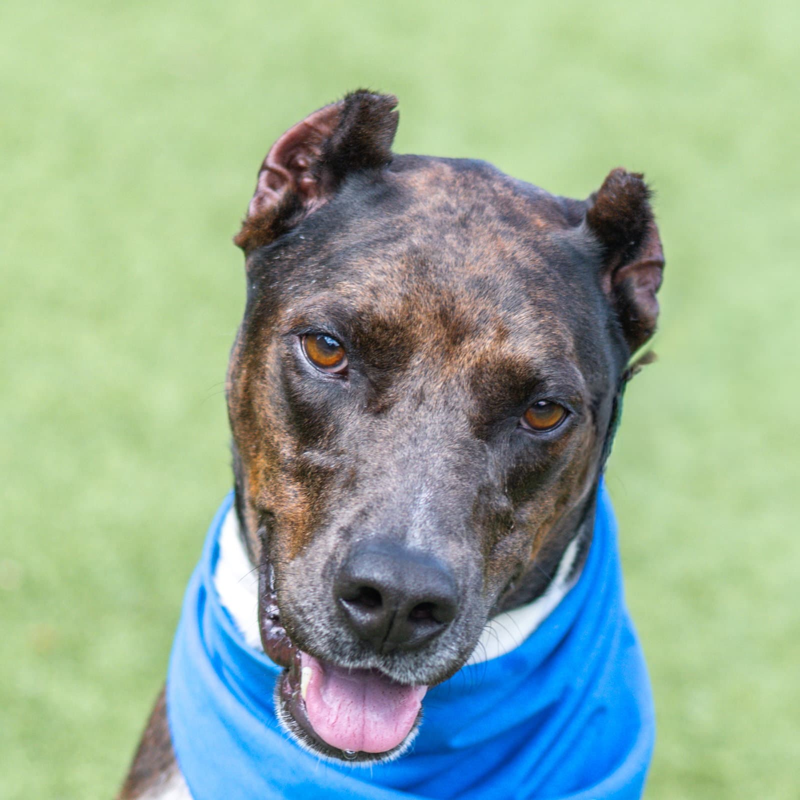 Erin - Doberman Pinscher