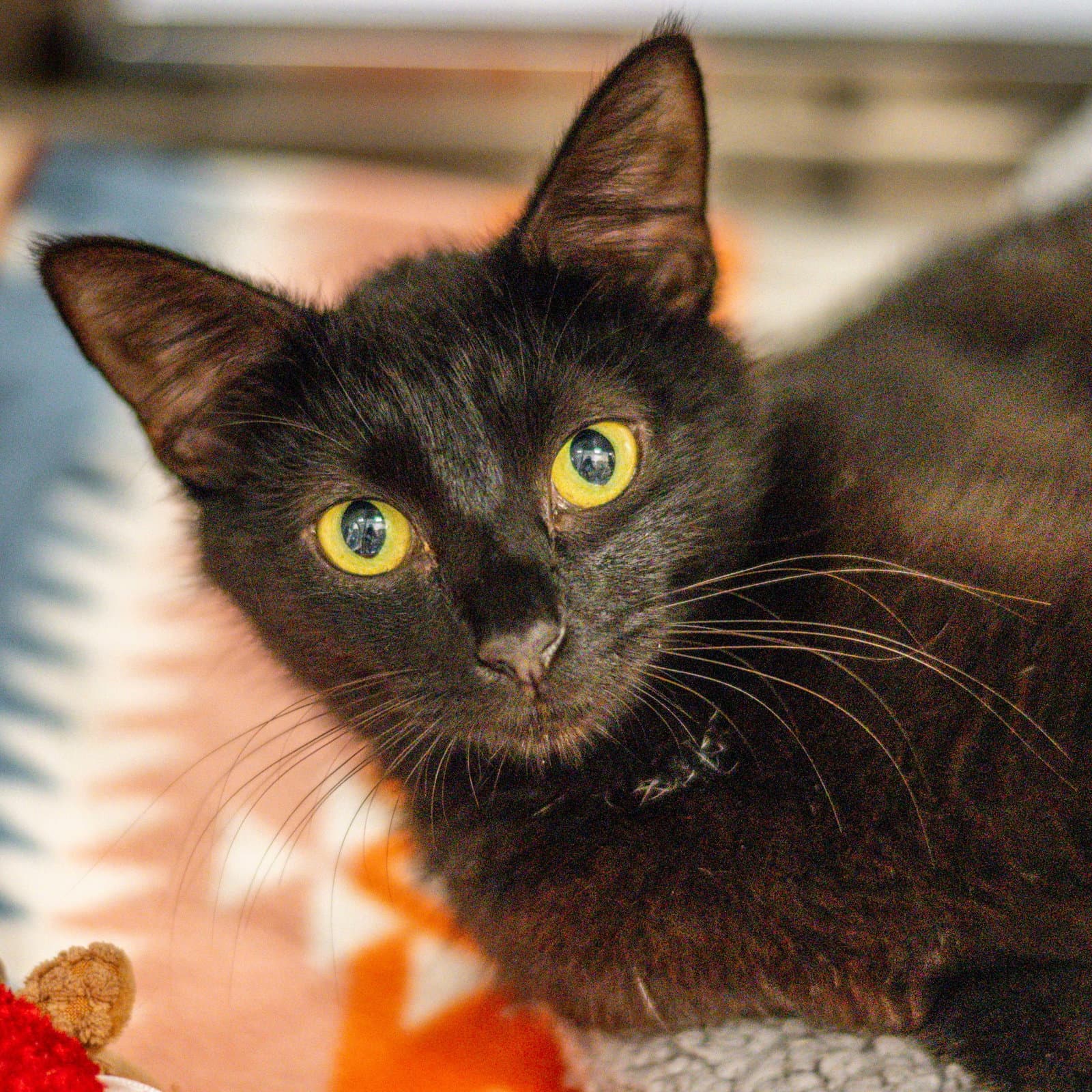 Sheila - Domestic Short Hair