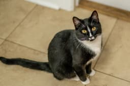 Mau Mau image 4