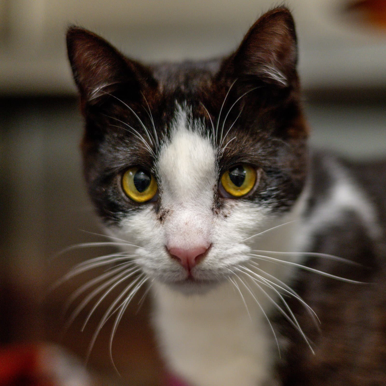 Will - Domestic Short Hair