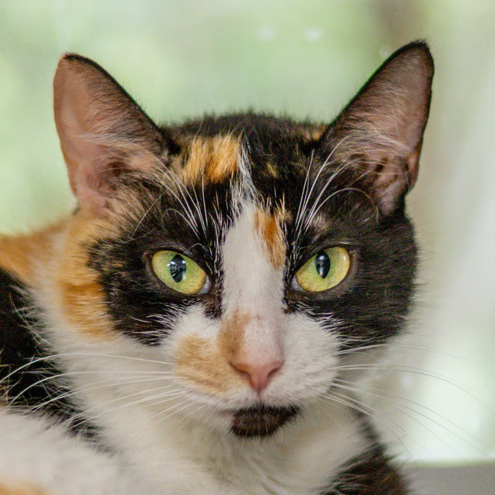 Ginger - Domestic Short Hair