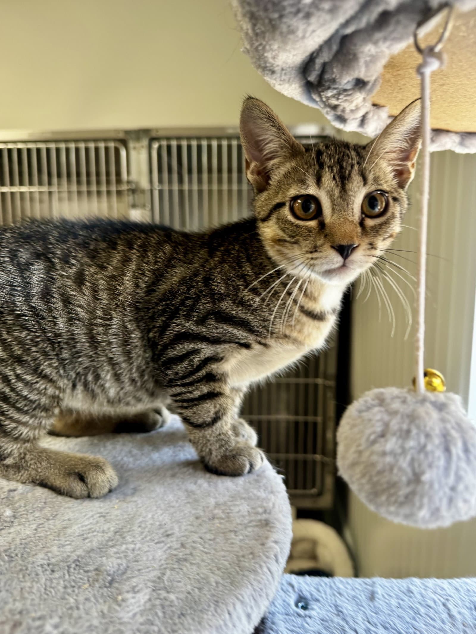 Nugget - Domestic Short Hair