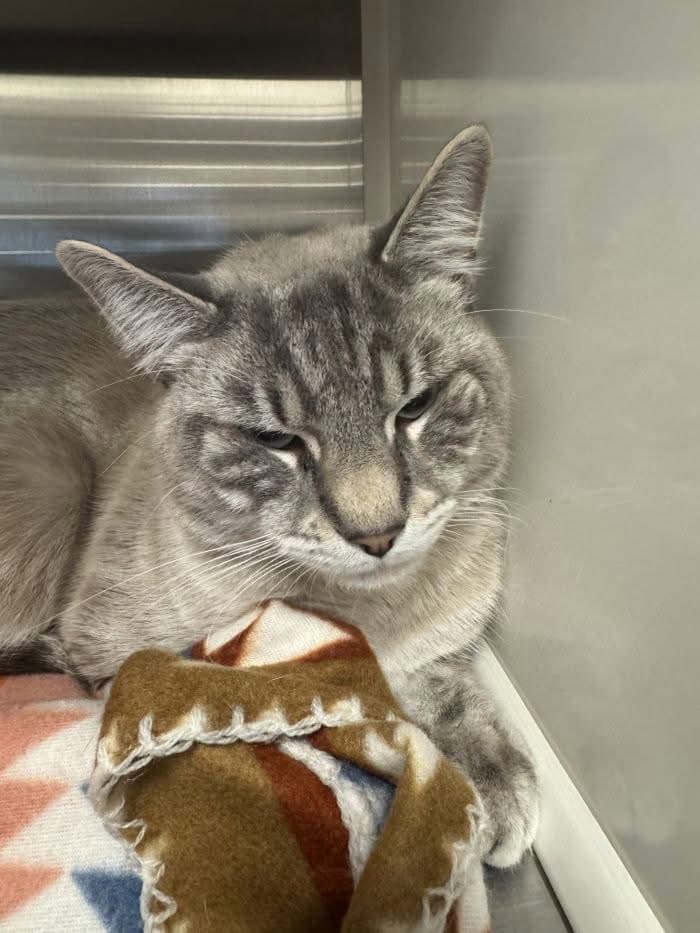 Ghost - Domestic Short Hair